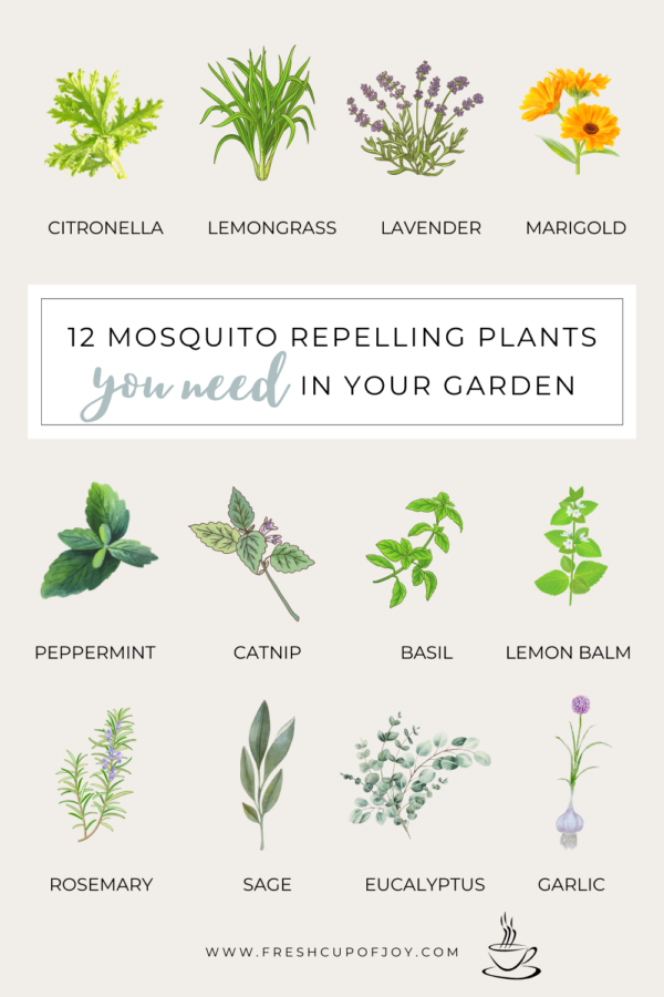 12 Best Plants That Repel Mosquitos - Fresh Cup of Joy