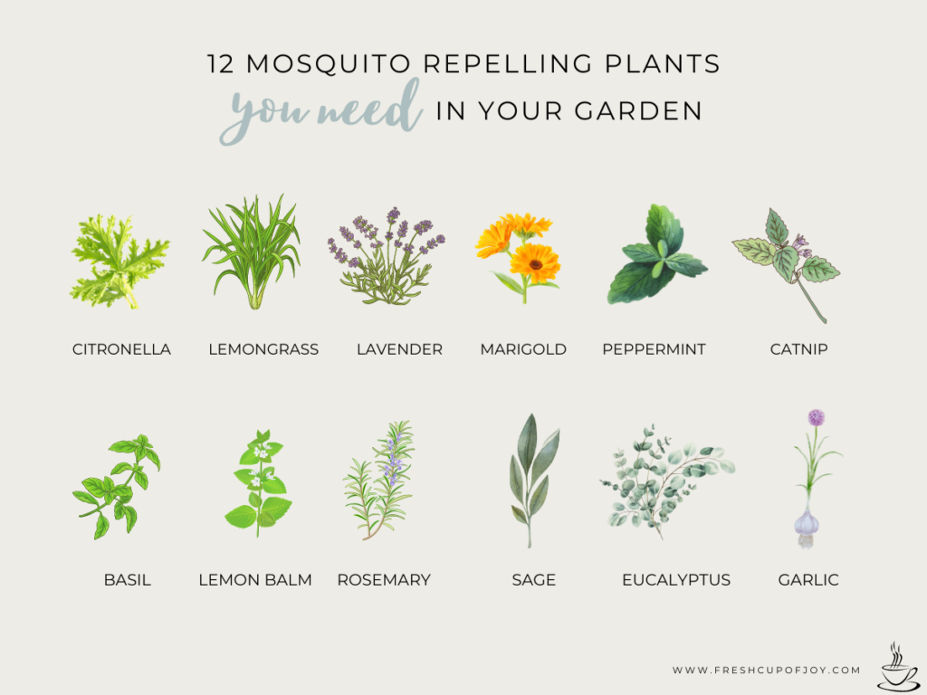 plants that repel mosquitos